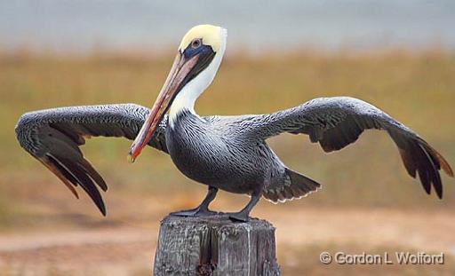 Pelican Taking Wing_31346.jpg - Brown Pelican (Pelecanus occidentalis) photographed along the Gulf coast near Port Lavaca, Texas, USA.